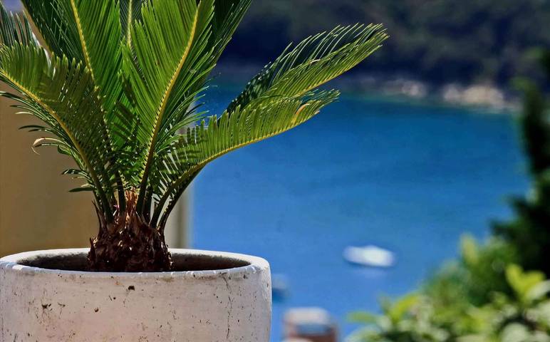 Appartement de vacances pour 4 personnes, avec jardin - 1
