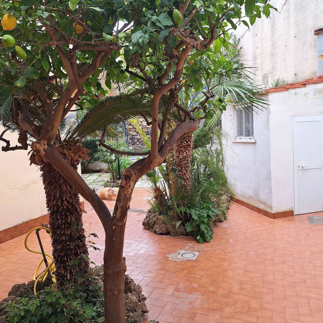 Maison de vacances 'Lamia Resi' avec jardin privé et climatisation in Lacco Ameno, Ischia