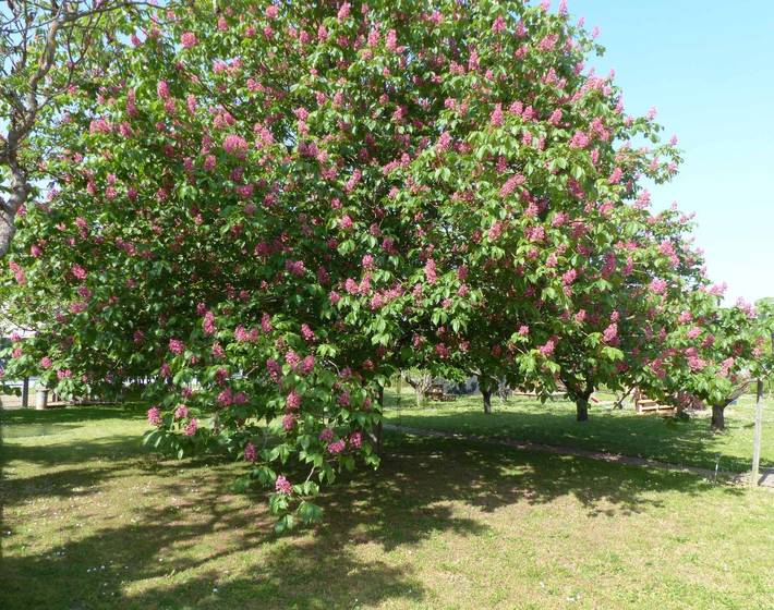 Ferienhaus für 2 Personen, mit Garten und Terrasse in Volkach - 4
