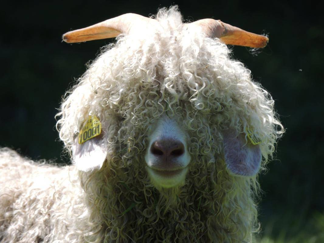 La Bégude d'Amalthée in Vernay, Villefranche-sur-Saône und Umgebung