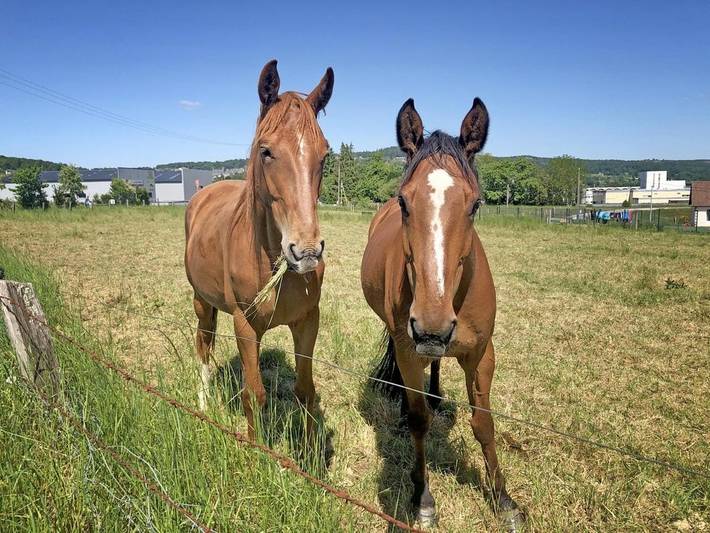 Hôtel pour 2 personnes, avec jardin et terrasse, animaux acceptés à Romagny - 4