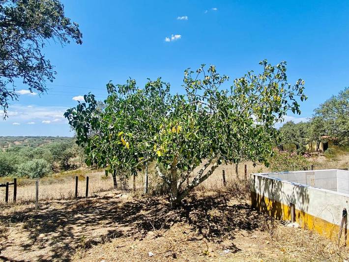 Location de vacances pour 4 personnes, avec terrasse ainsi que jardin et vue, animaux acceptés dans Ourique - 3