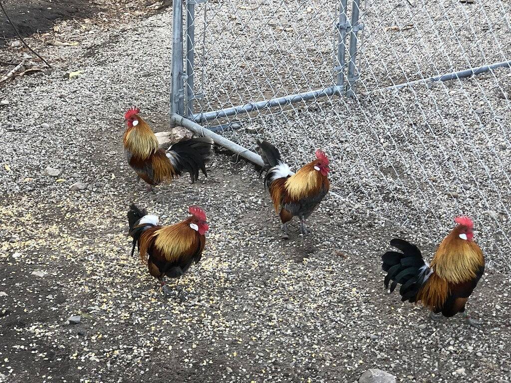 The Birdhouse,... Quiet Country Home in the Bitterroot Valley. in Lolo Nationalwald
