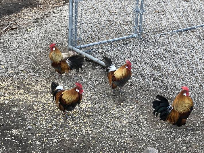 Ferienhaus für 6 Personen, mit Garten und Balkon - 1