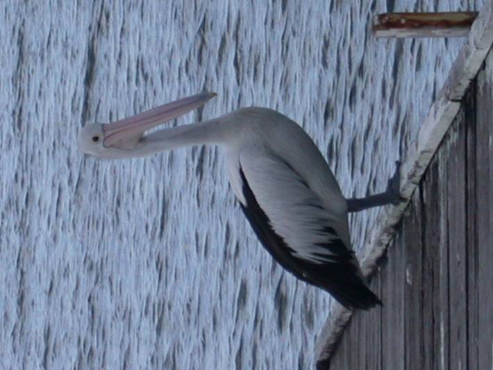 Holiday home for 6 people, with balcony and garden in Lake Macquarie
