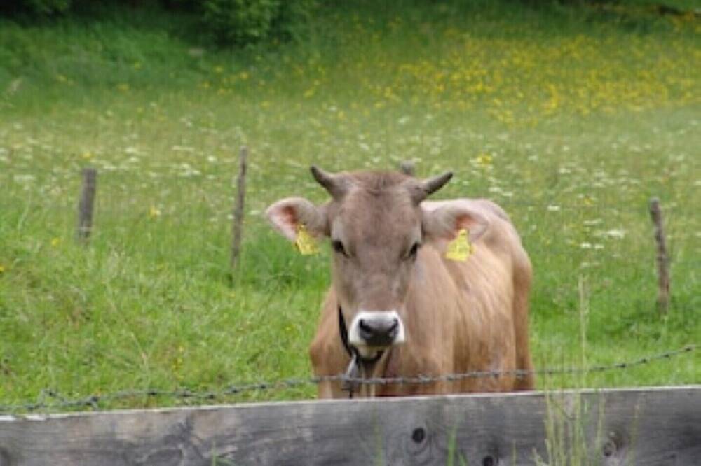 Parterre, Jägerhaus in Hinterstein, Bad Hindelang