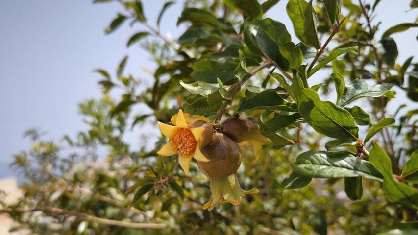 Ferienhaus für 8 Personen, mit Terrasse und Garten in Velilla-Taramay - 4