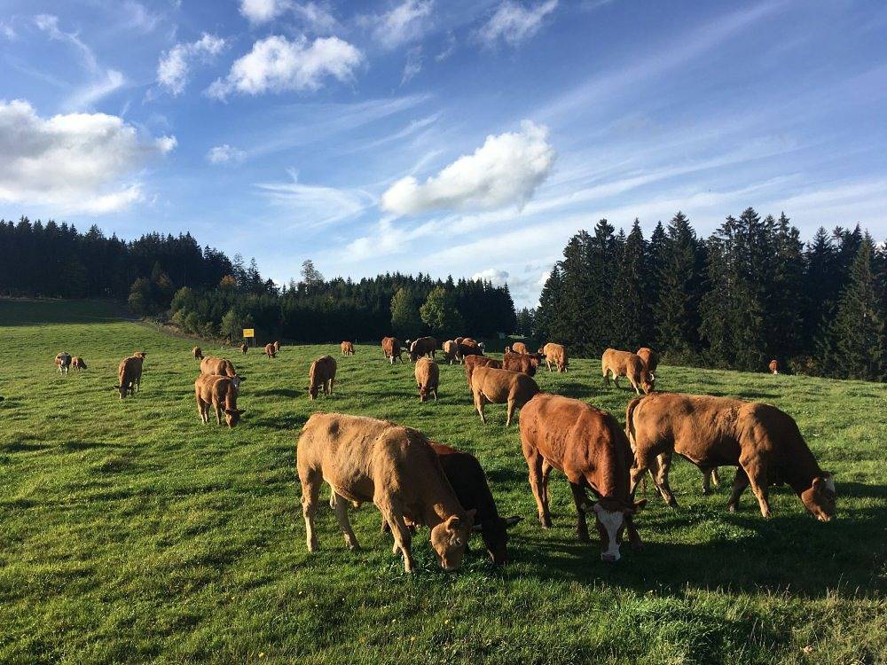 Hofgut Schwörerhof - Hisli in Suedlicher Schwarzwald, Titisee-Neustadt