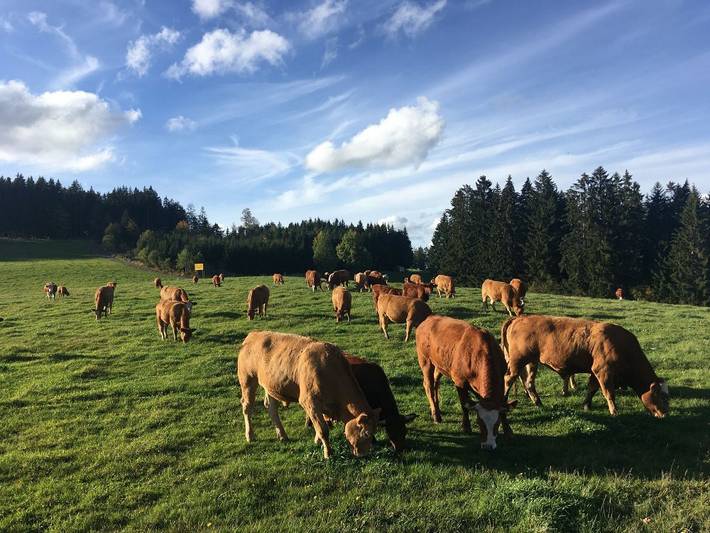 Bauernhof für 10 Personen, mit Garten und Sauna sowie Terrasse in Titisee-Neustadt - 3