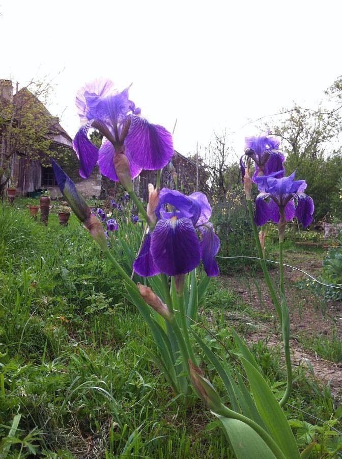 Gîte pour 6 personnes, avec jardin, animaux acceptés à Gardonne - 2