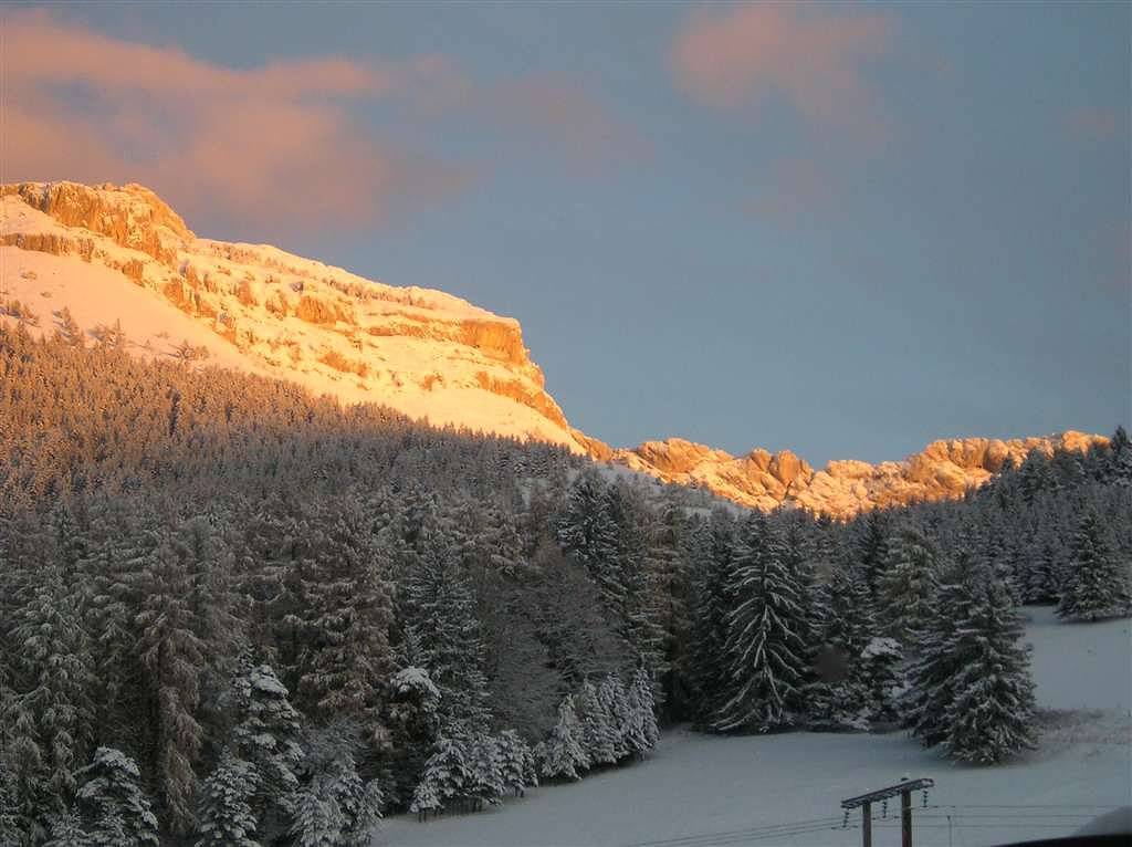 La fleur des neiges in Villard-de-Lans, Parc naturel régional du Vercors