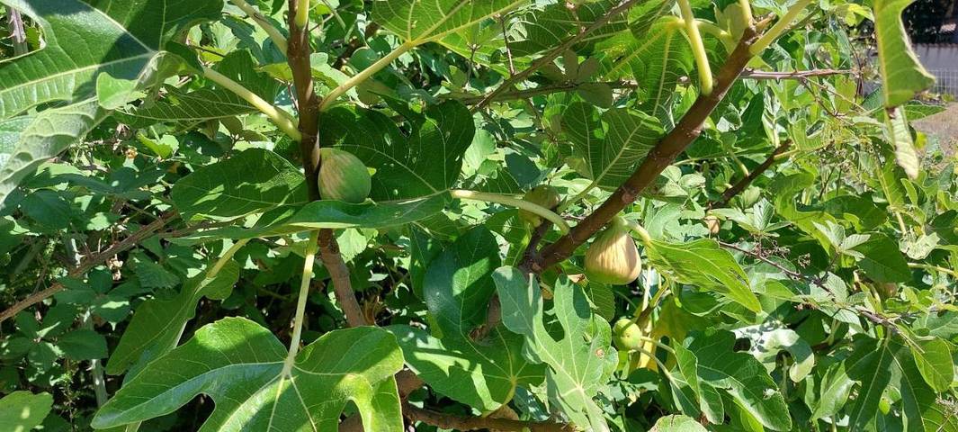 Location de vacances pour 5 personnes, avec piscine ainsi que jardin et terrasse à Bassan - 4