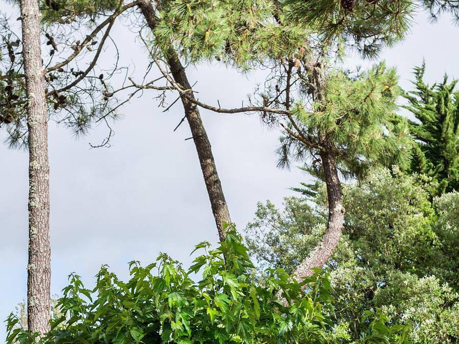 Camping Les Sables Vignier Plage - Unterkunft 2 personen - Lauf mit 1 Kammer in Saint-Georges-d'Oléron, Côte de Beauté