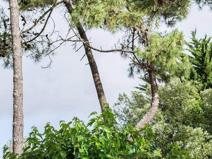 Camping Les Sables Vignier Plage - Unterkunft 2 personen - Lauf mit 1 Kammer in Saint-Georges-d'Oléron, Côte de Beauté