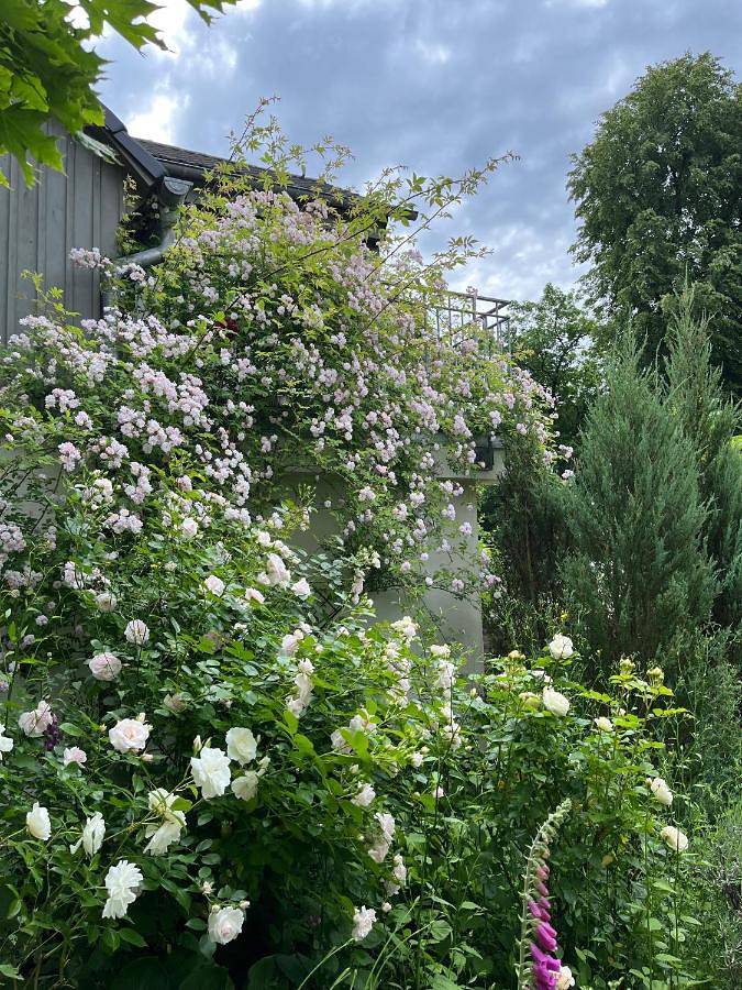Villa für 6 Personen, mit Ausblick und Garten, mit Haustier in Bad Schandau - 3