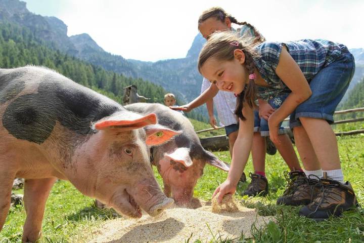 Chalet für 6 Personen, mit Garten und Ausblick sowie Sauna in Flachau - 2
