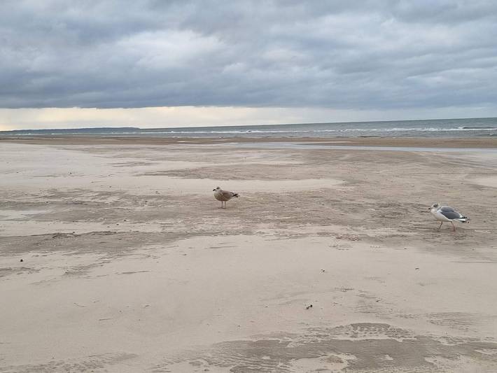 Ferienhaus für 6 Personen, mit Terrasse, mit Haustier in Blokhus - 4