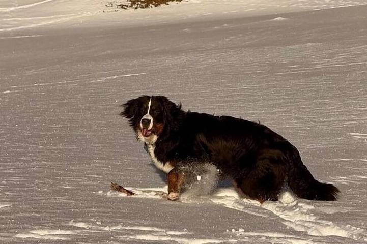 Hütte für 4 Personen, mit Garten, mit Haustier in Nauders