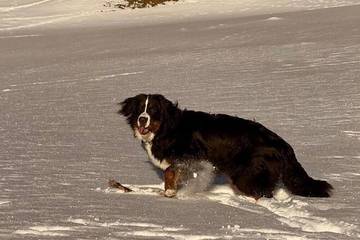 Hütte für 4 Personen, mit Garten, mit Haustier in Nauders