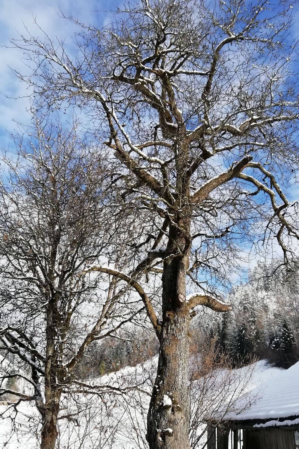 Ganze Wohnung, Emmental Ferien in Langnau im Emmental, Kanton Bern