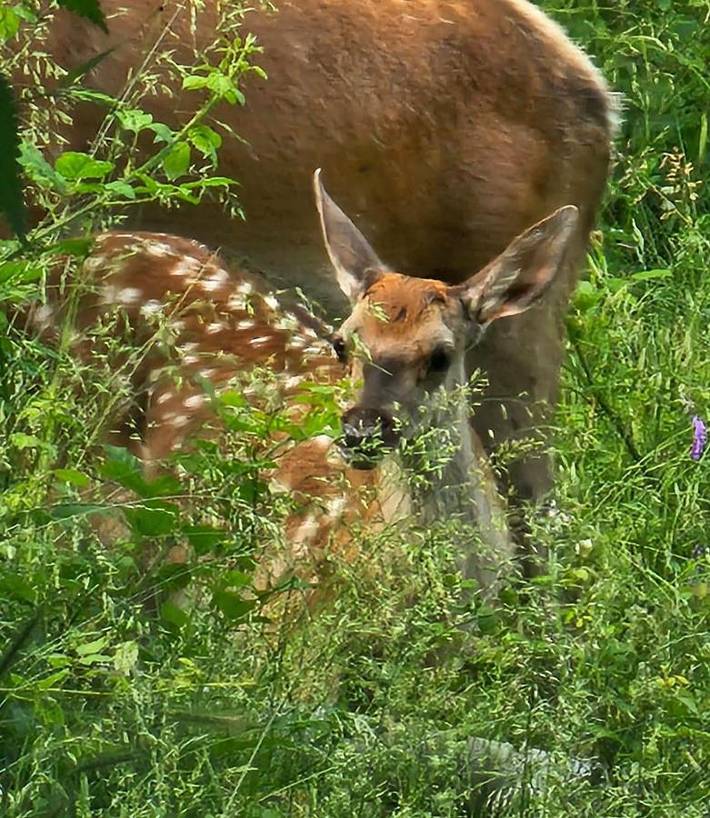 Gîte pour 6 personnes, avec vue sur le lac et jardin à Villetta Barrea - 4