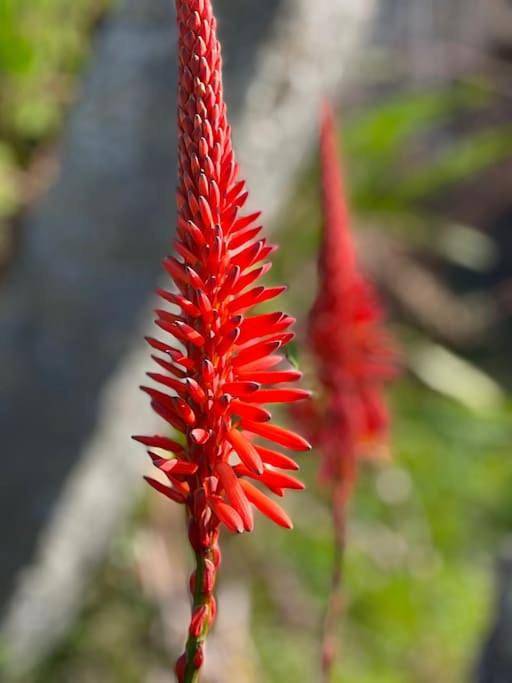 Casa de vacaciones para 10 personas, con jardín y vistas en Comarca de Pontevedra - 4