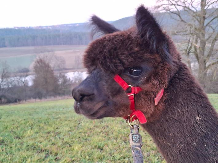 Ferienhaus für 4 Personen, mit Terrasse und Sauna sowie Garten in Fränkisches Seenland - 2