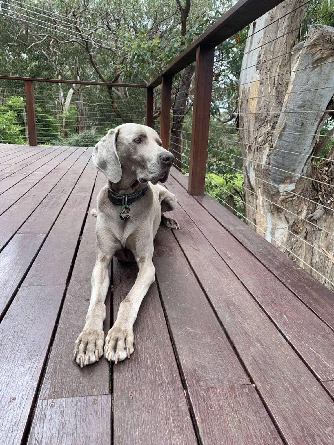 Whispering Gums · Lorne Ocean Views, Pet Friendly Ev charger in Lorne, Great Ocean Road