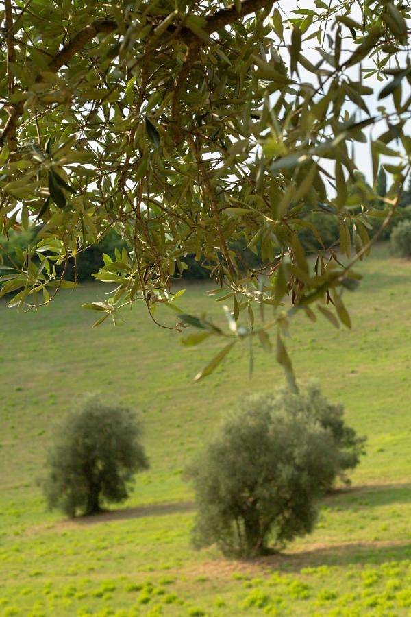 Three-Bedroom Holiday Home in Pesaro, Valle del Metauro