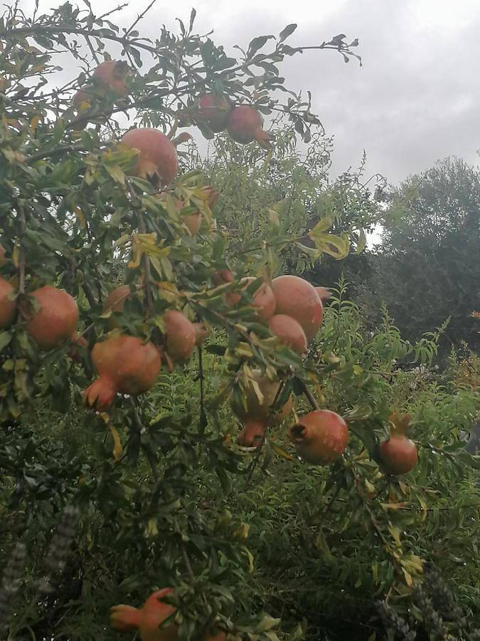 Location de vacances pour 4 personnes, avec vue ainsi que jardin et vue sur le lac dans Boticas - 3