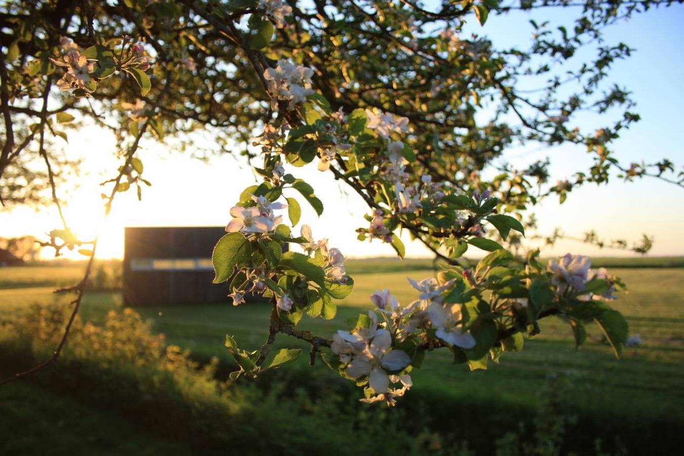 Pean-buiten — Bleipet Weidesuite in Littenseradiel, Friesland