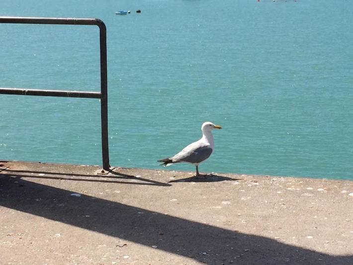 Gîte pour 4 personnes, avec balcon et vue, adapté aux familles à Donville-les-Bains - 3