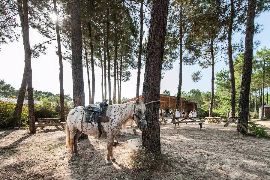 3-Zimmer-Ferienhaus 4/5 Personen *** in Soustons, Côte d’Argent
