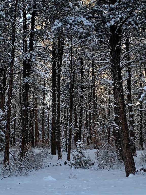 Nestled-in-pines, sooth-your-soul custom home with an incredible mountain view. in San Juan National Forest