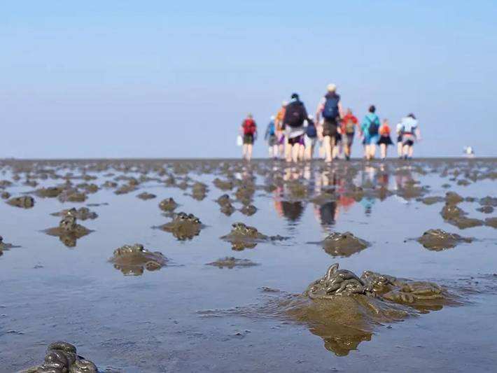Ferienpark für 8 Personen, mit Pool und Sauna sowie Garten, kinderfreundlich am Jadebusen - 4
