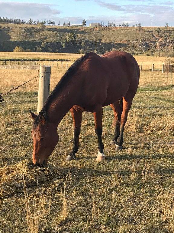 Poppas Platz @ Dalwood, Hunter Valley Vineyards Farmstay in Hunter Valley