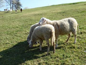 Bauernhof für 6 Personen in Ybbs, Niederösterreich, Bild 4