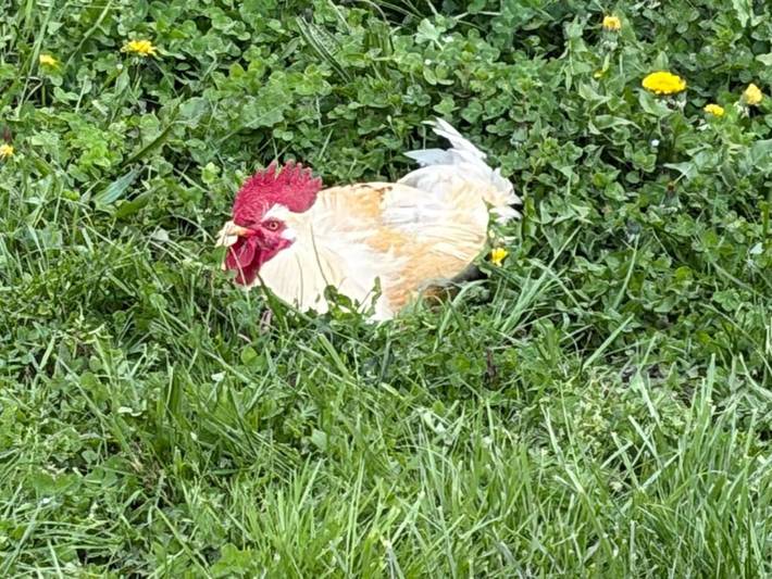 Location de vacances pour 3 personnes, avec jardin et vue à Préporché - 4