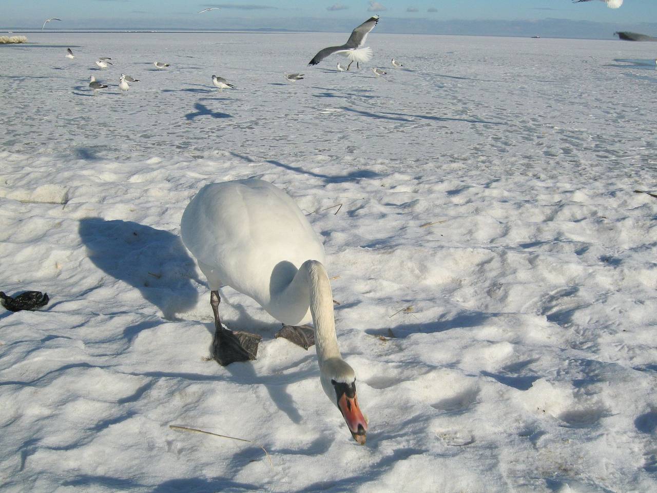 Ganze Ferienwohnung, Suite Holiday - Suite Holiday in Liepgarten, Stettiner Haff