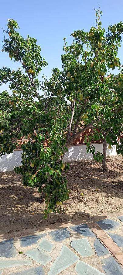Casa rural para 6 personas, con vistas además de piscina y terraza en Sierra Sur de Sevilla - 4