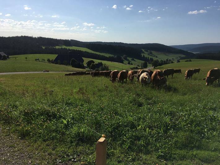 Bauernhof für 10 Personen, mit Garten und Sauna sowie Terrasse in Titisee-Neustadt - 4