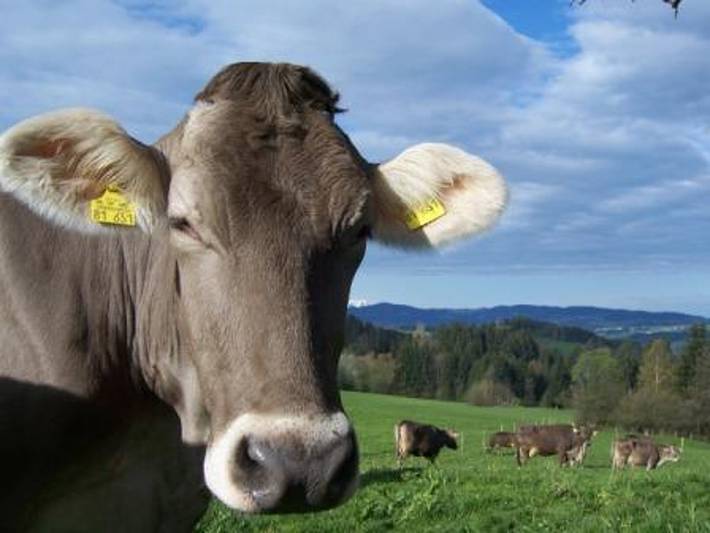 Bauernhof für 4 Personen, mit Balkon und Garten in Westallgäu - 2