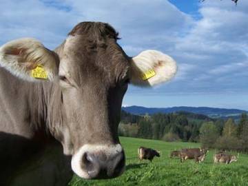 Bauernhof für 4 Personen in Stiefenhofen, Bayerisch Schwaben, Bild 1