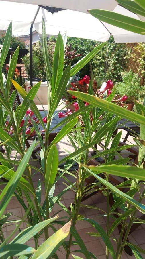 Chambre d’hôte pour 2 personnes, avec jardin et vue, animaux acceptés à Imperia - 4