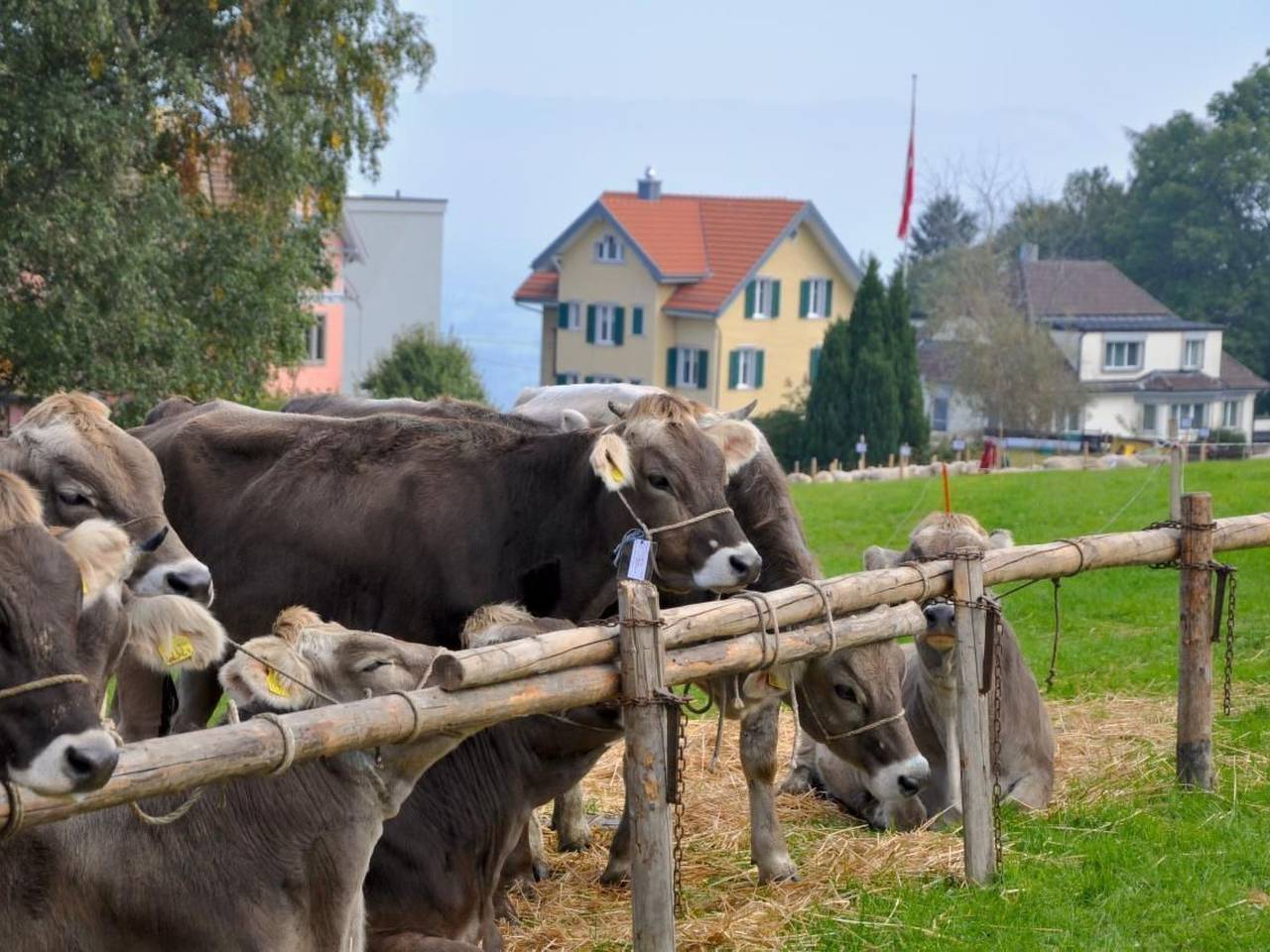 Ganze Wohnung, Rätia in Wolfhalden, Vorderland