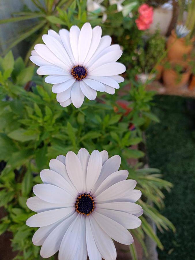 Gîte pour 2 personnes, avec vue à Torrevieja - 4