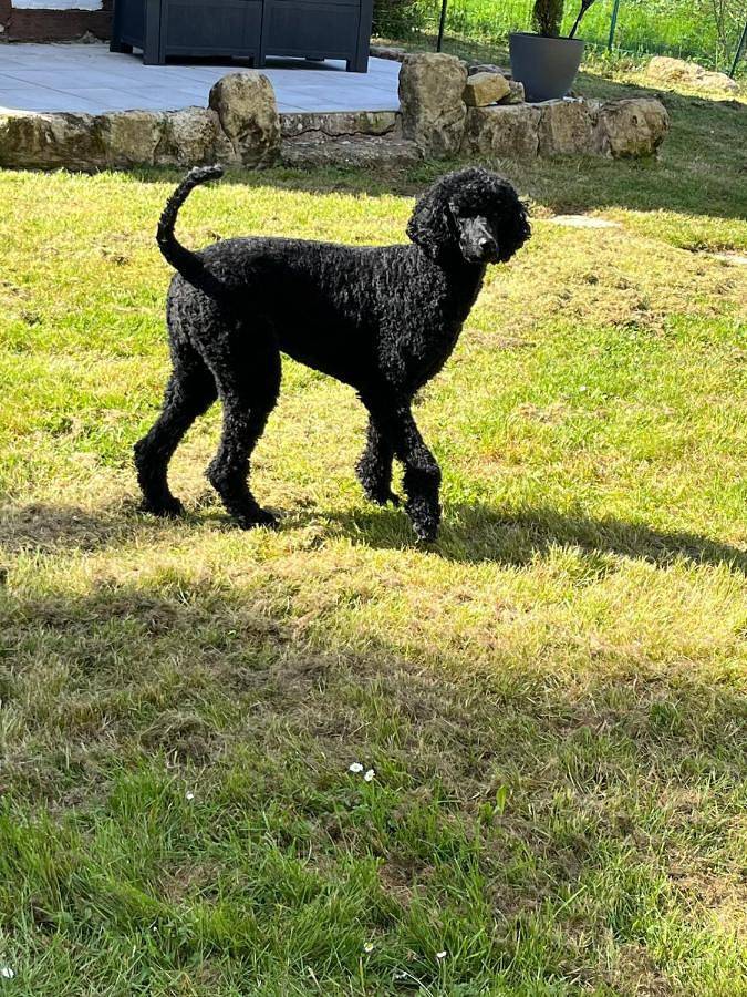 Location de vacances pour 2 personnes, avec piscine ainsi que vue et jardin, animaux acceptés à Sérignac-Péboudou - 4