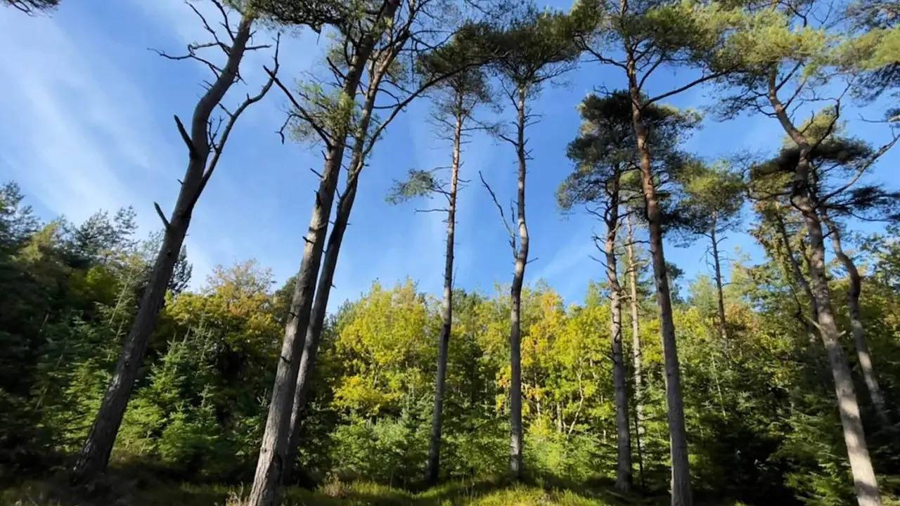 Ferienhaus für 7 Personen (82 m²) in Fjerritslev in Thorup Strand, Jammerbugt