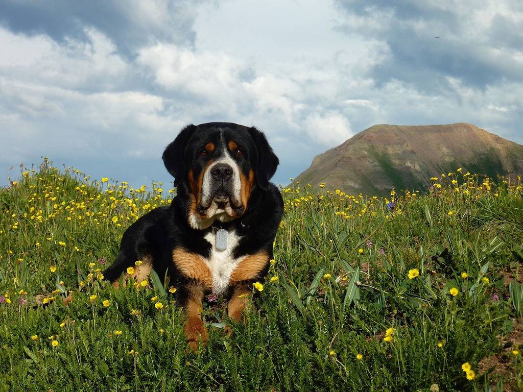 Wild Horse Guesthouse ~ Downtown Durango ~ alles zu Fuß erreichbar in Durango (Colorado), San Juan National Forest