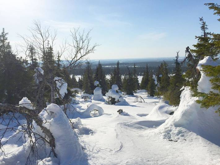 Sallanhelmi a2 in Sallatunturi, Lappland